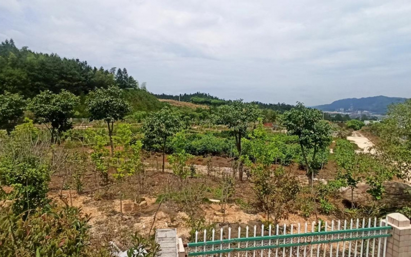 敦寨收费站旁土地处置