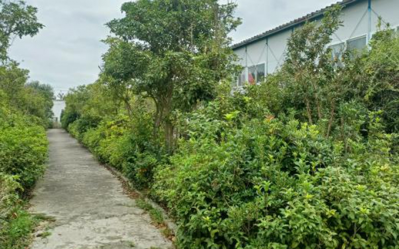 贵安新区临时行政中心林（苗）木处置