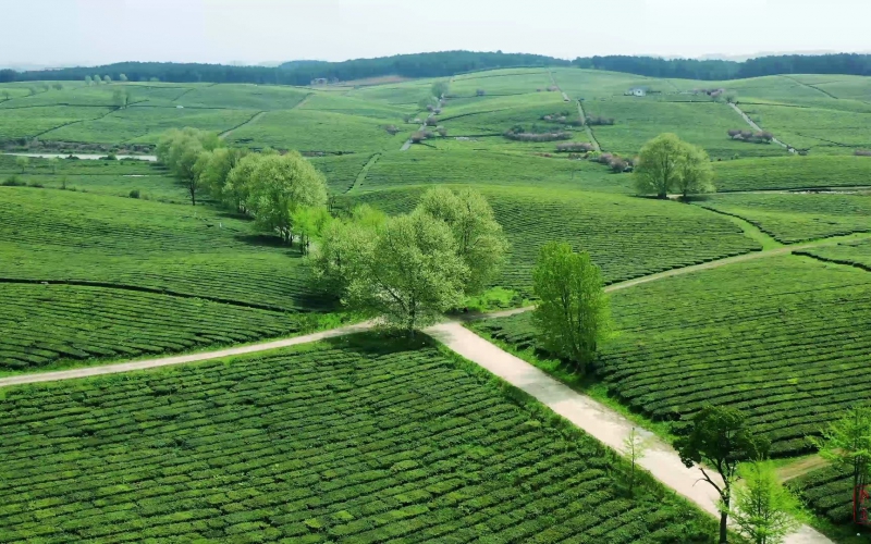 贵安新区羊艾茶园2026年度委托经营权招商