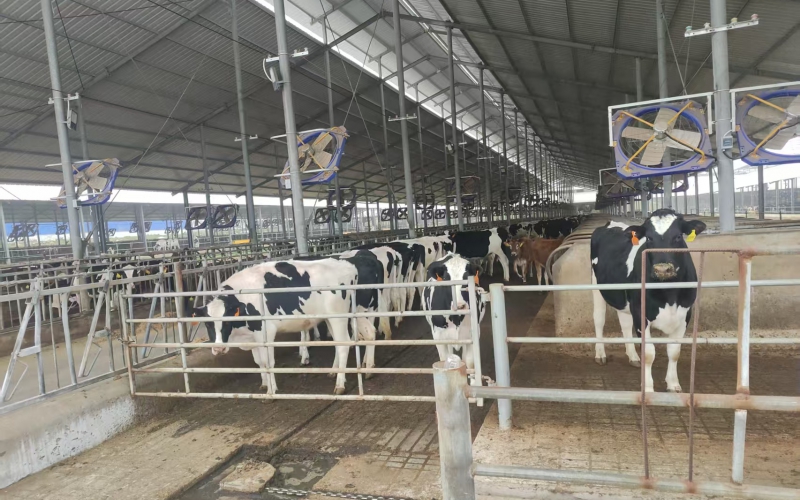 400头荷斯坦牛处置